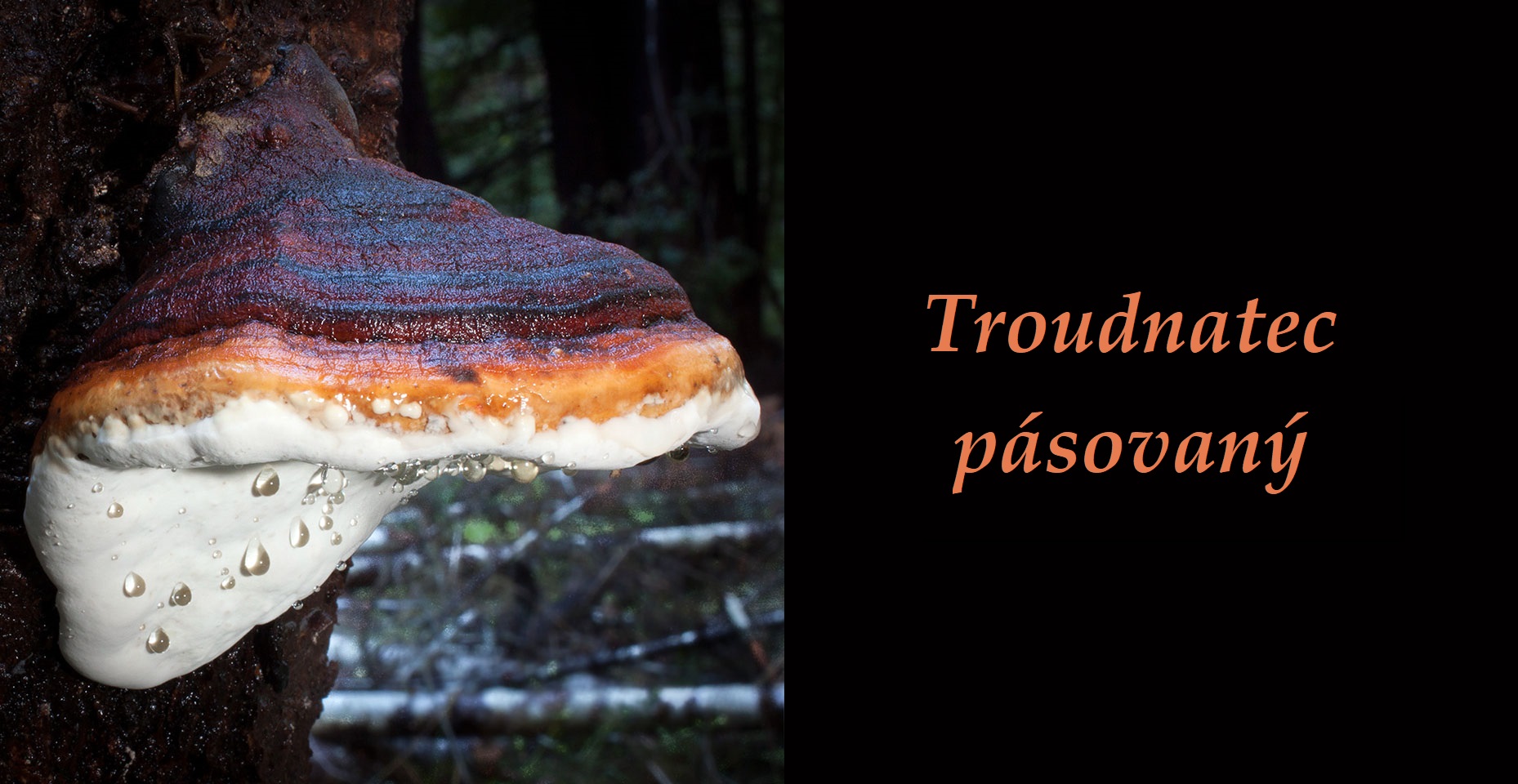 Troudnatec pásovaný - účinky na zdraví, co léčí, použití, užívání, využití