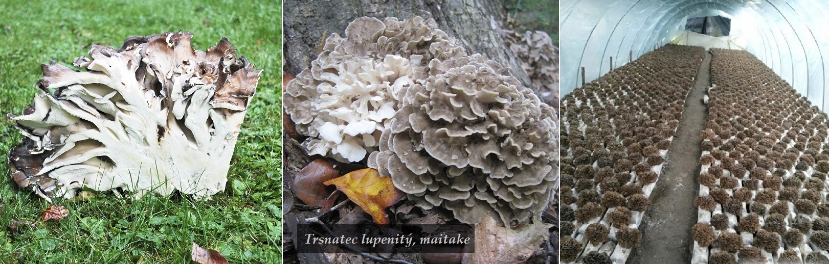 Trsnatec lupenitý, maitake - účinky na zdraví, co léčí, použití, užívání, využití, dávkování