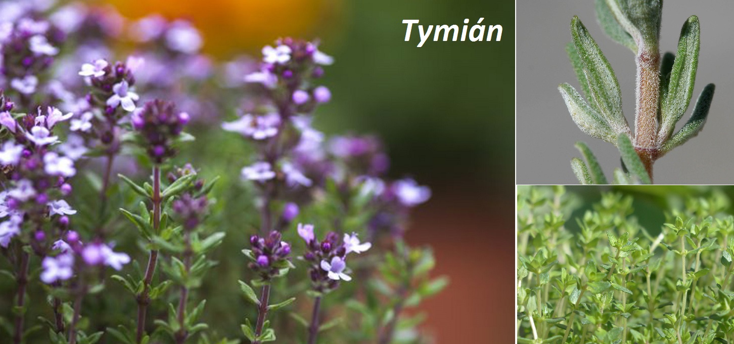 Tymián - účinky na zdraví, co léčí, použití, užívání, využití, dávkování, pěstování