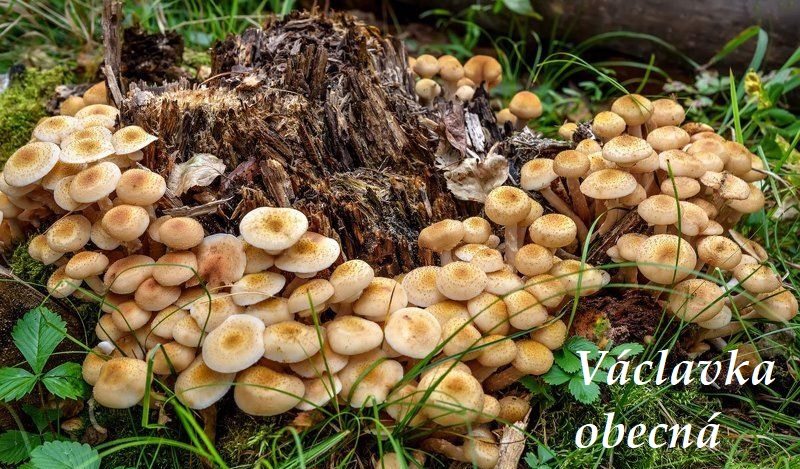 Václavka - účinky na zdraví, co léčí, použití, užívání, využití