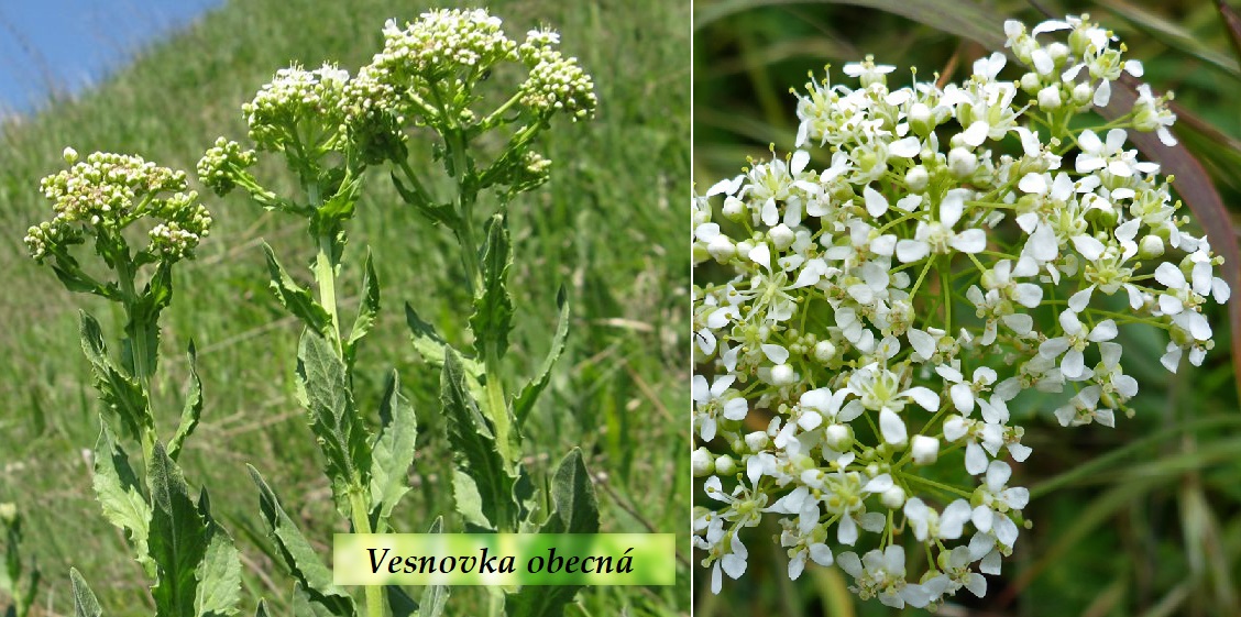 Vesnovka obecná - účinky na zdraví, co léčí, použití, užívání, využití, pěstování