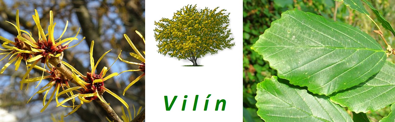 Vilín - účinky na zdraví, co léčí, použití, užívání, využití, pěstování