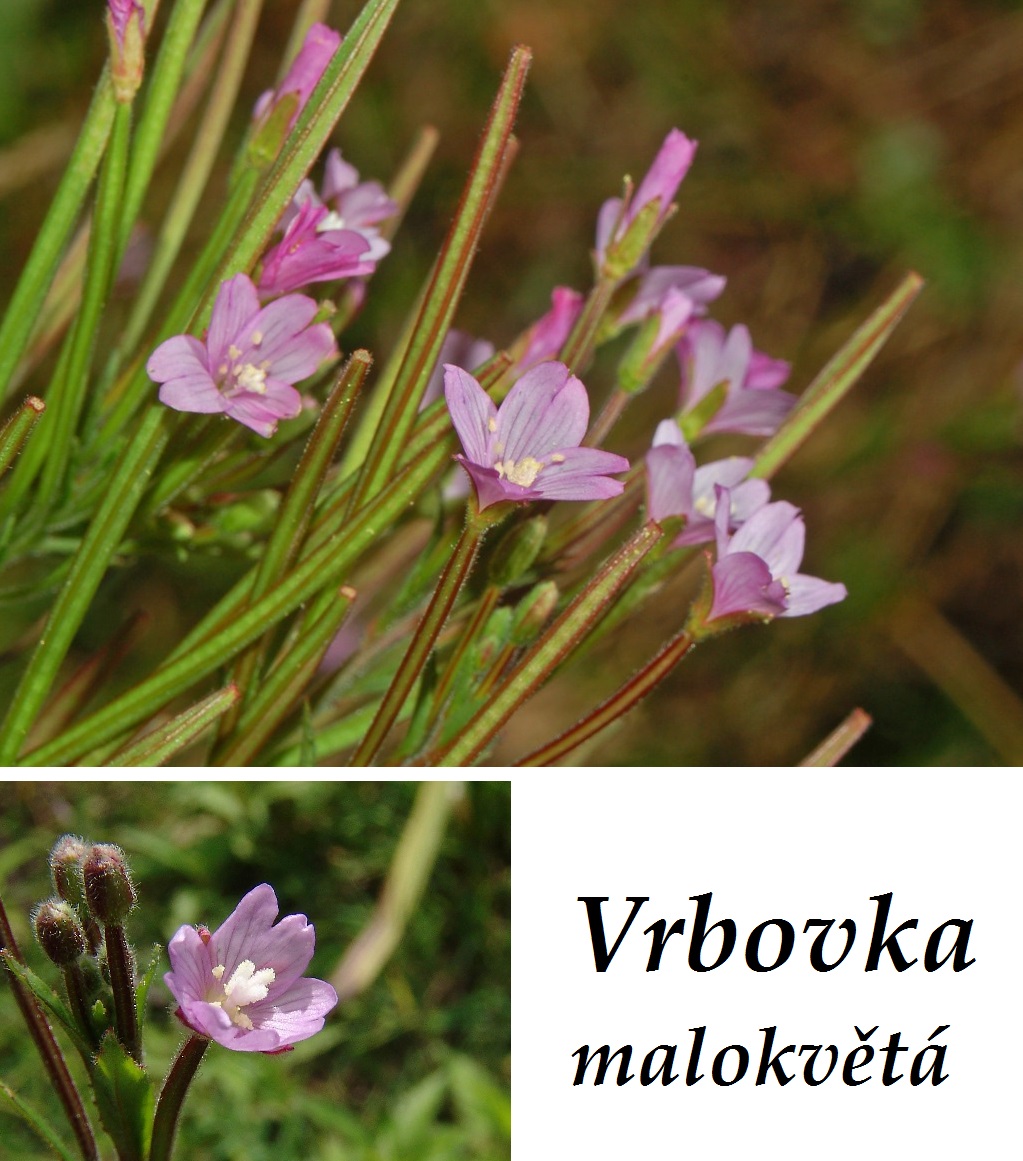 Vrbovka malokvětá - účinky na zdraví, co léčí, použití, užívání, využití