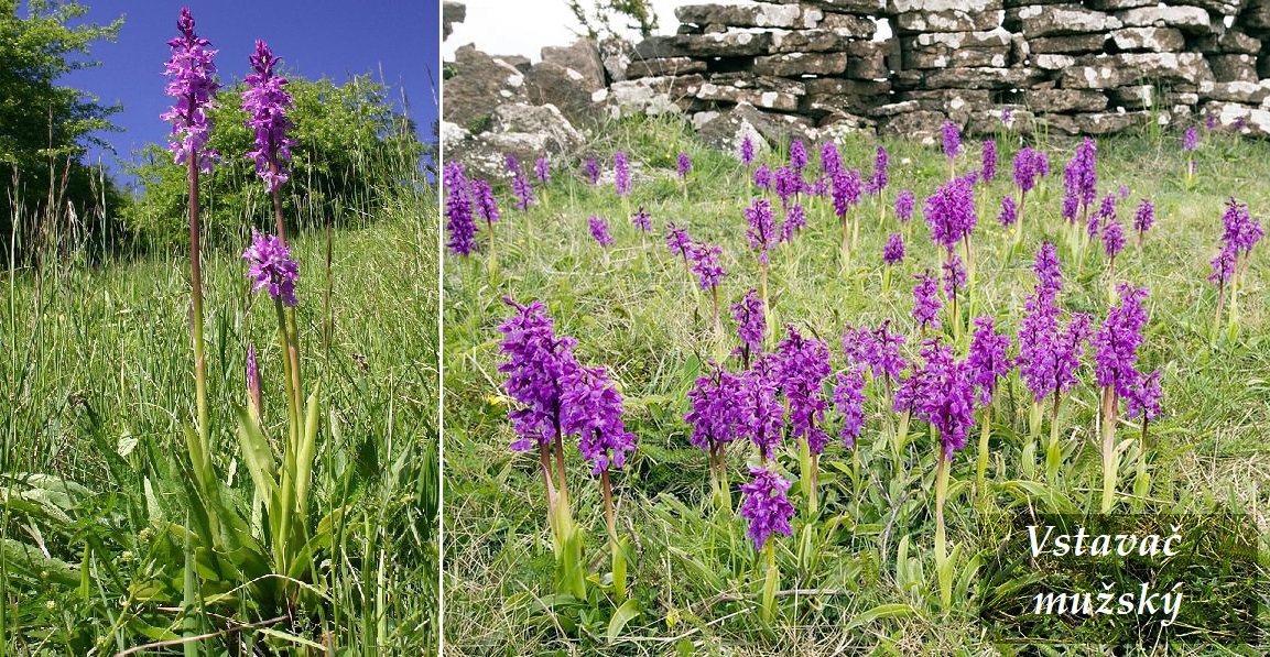 Vstavač mužský - účinky na zdraví, co léčí, použití, užívání, využití, pěstování