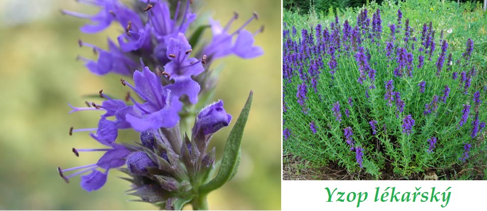 Yzop - účinky na zdraví, co léčí, použití, užívání, využití