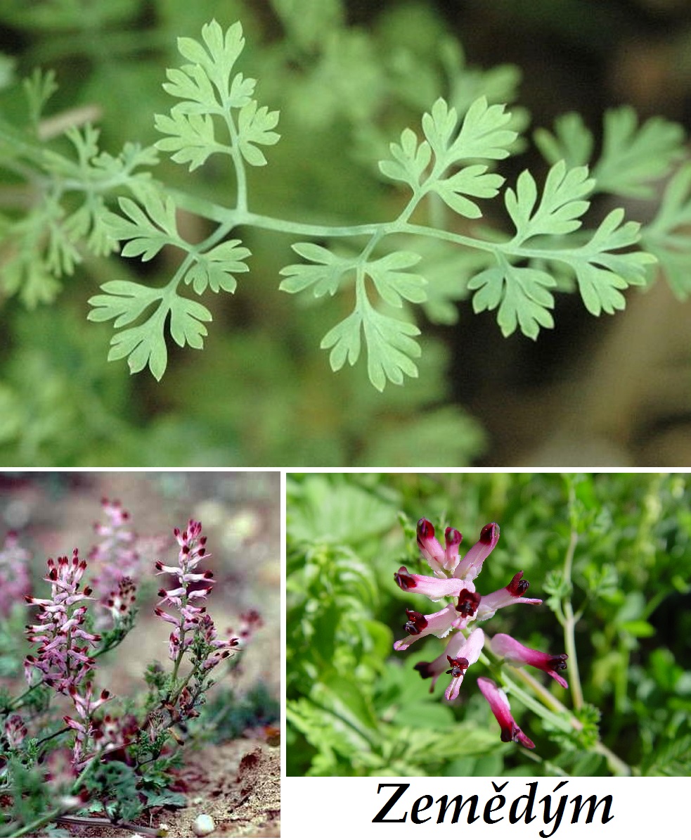 Zemědým lékařský - účinky na zdraví, co léčí, použití, užívání, využití