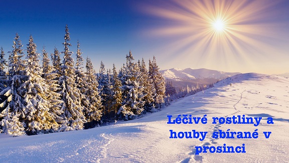Léčivé rostliny prosinec - sběr bylin, kůry a jehličí ze stromů a léčivých hub