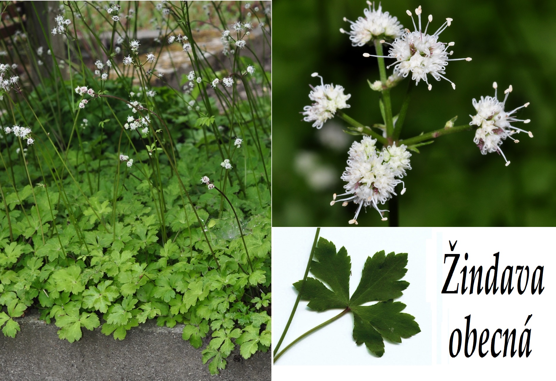 Žindava - účinky na zdraví, co léčí, použití, užívání, využití