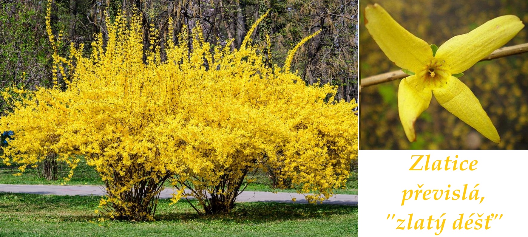 Zlatice převislá (zlatý déšť) - účinky na zdraví, použití, využití, zajímavosti, pěstování, botanický popis, legendy