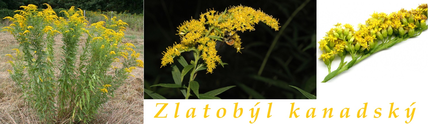 Zlatobýl kanadský - účinky na zdraví, co léčí, použití, užívání, využití