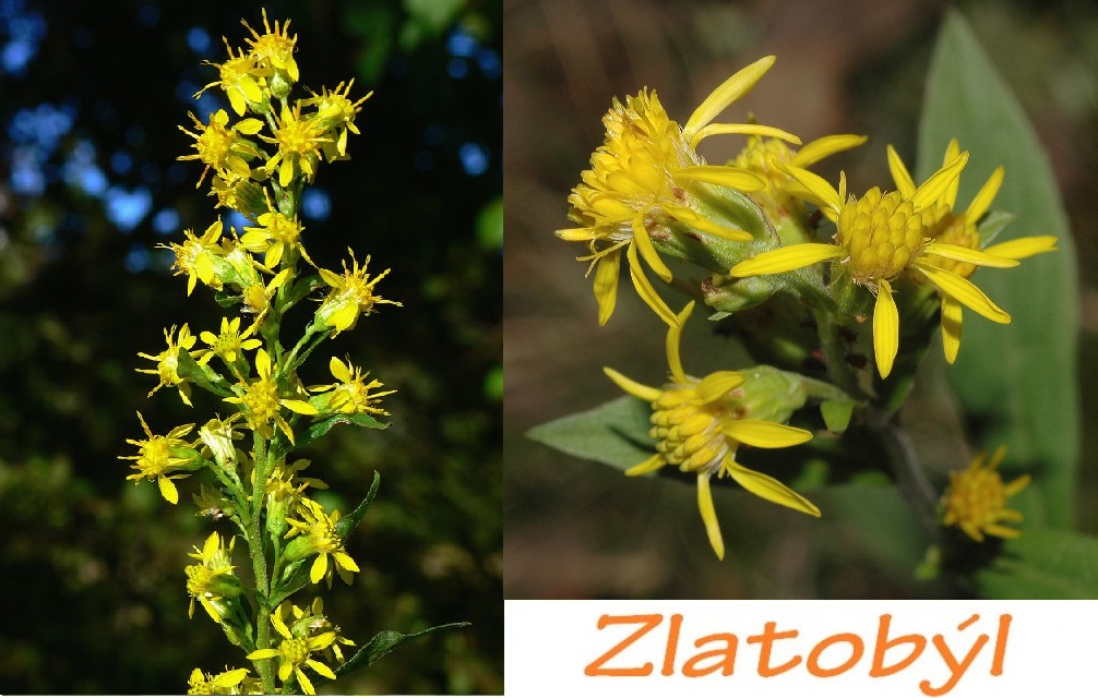 Zlatobýl celík, zlatobýl obecný - účinky na zdraví, co léčí, použití, užívání, využití