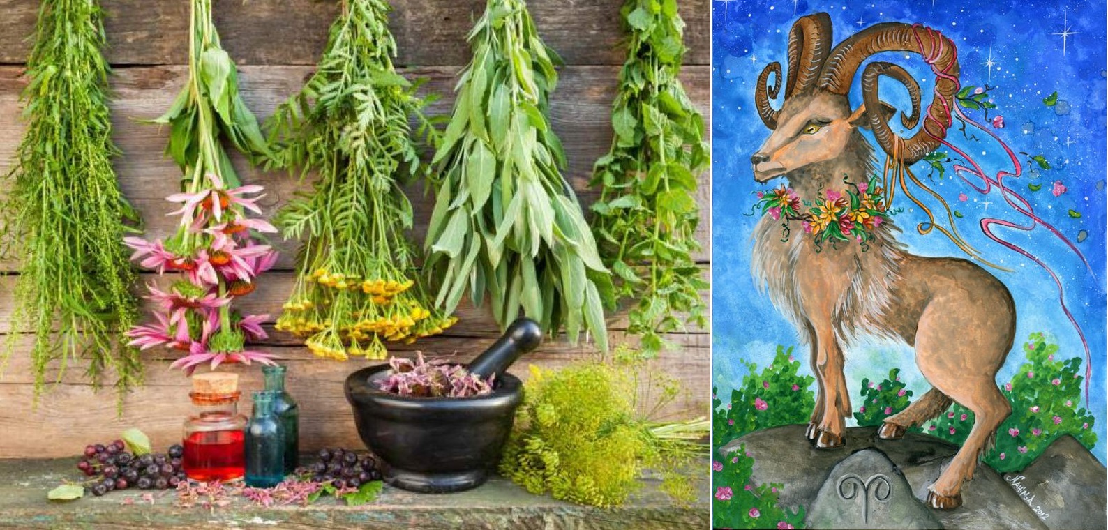 Byliny, bylinky a znamení horoskopu - BERAN (21.3. - 20.4.)