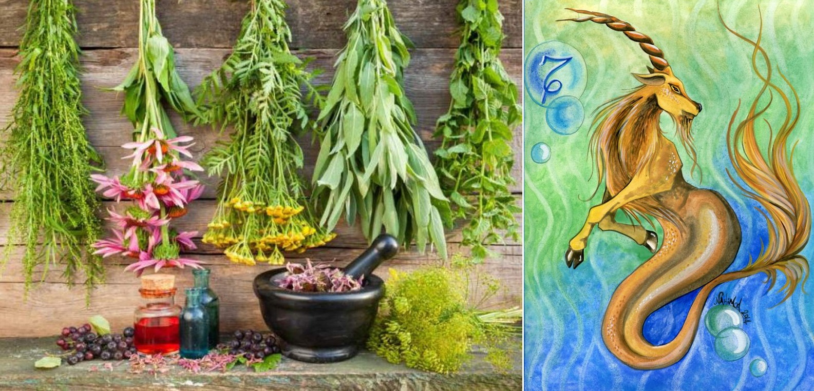 Byliny, bylinky a znamení horoskopu - KOZOROH (22.12. - 20.1.)