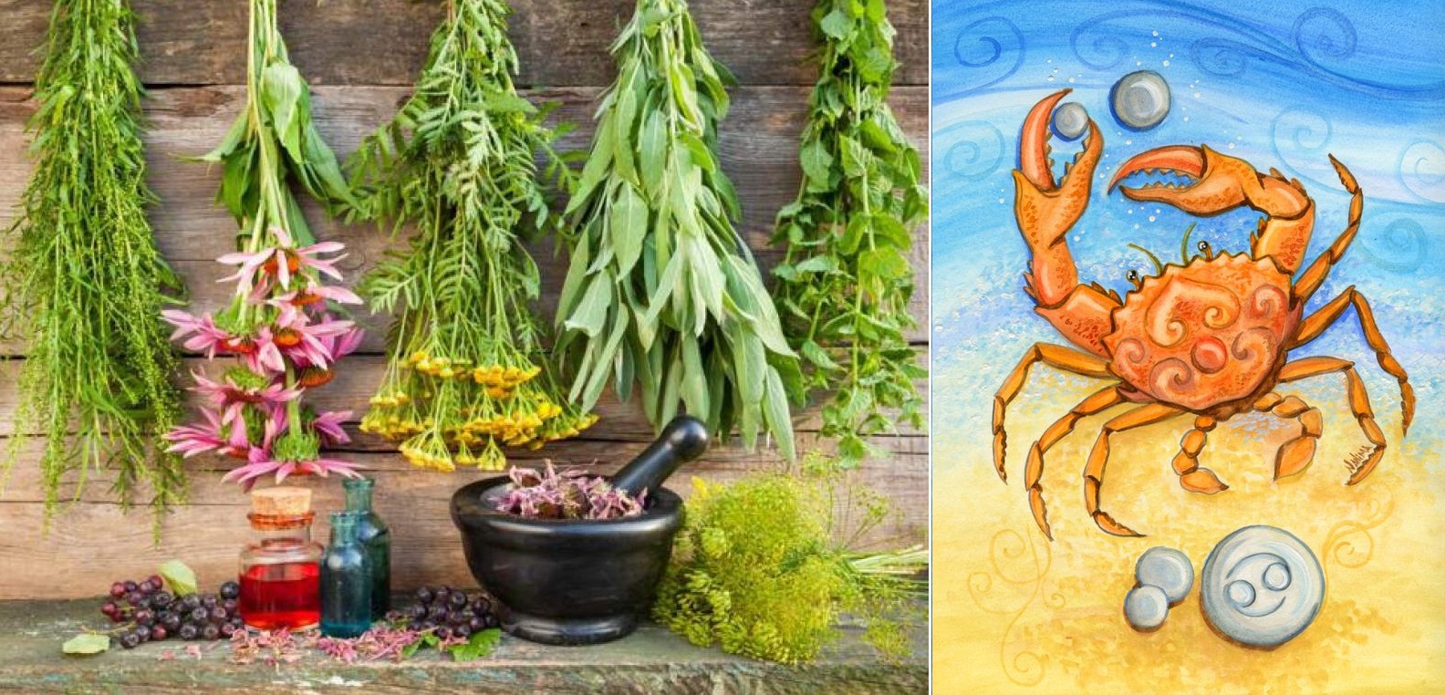 Byliny, bylinky a znamení horoskopu - RAK (22.6. - 22.7.)